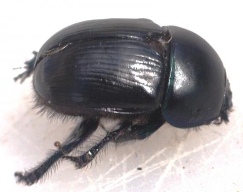 Geotrupes spiniger