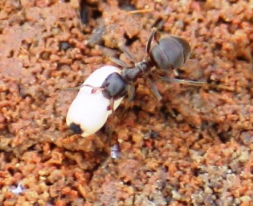 Réf. 62 138 : Lasius sp.