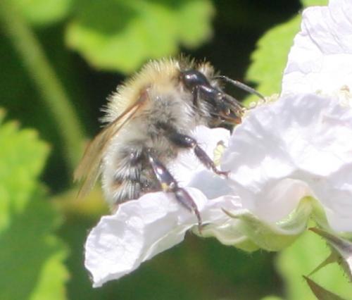 Bombus sp.
