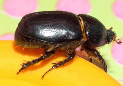 Réf. 62 299 : Pentodon algerinum