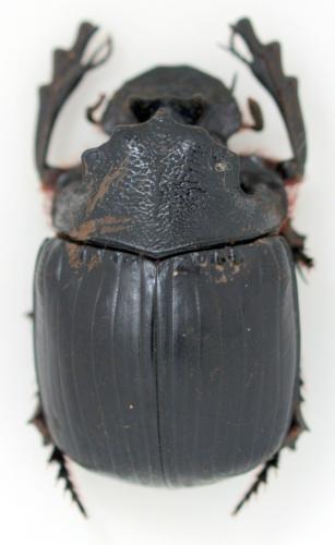Heliocopris quinqueangulatus