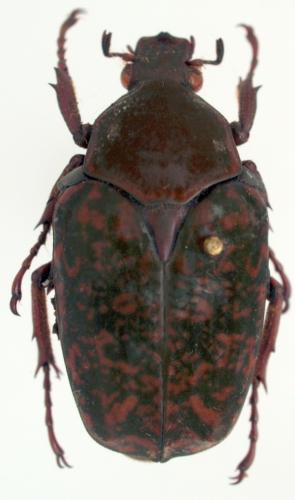 Réf. 62 450 : Pseudinca marmoratus