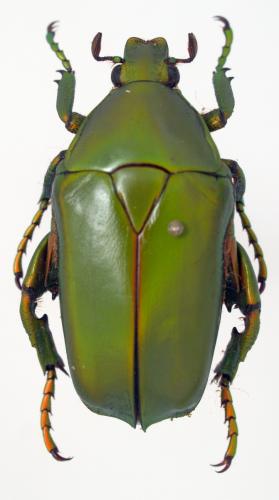 Caelorrhina superba
