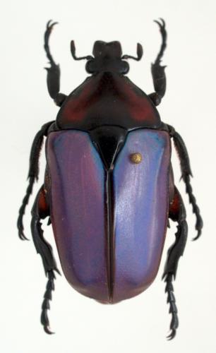 Caelorrhina relucens