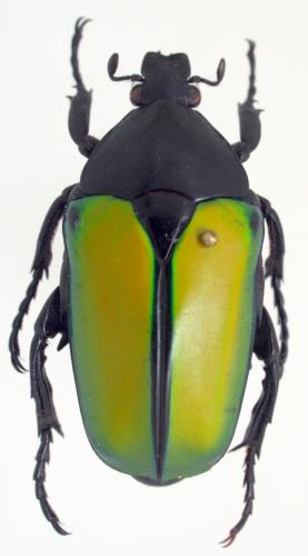 Caelorrhina semiviridis