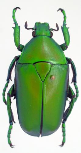 Caelorrhina babaulti