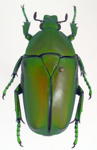 Caelorrhina babaulti