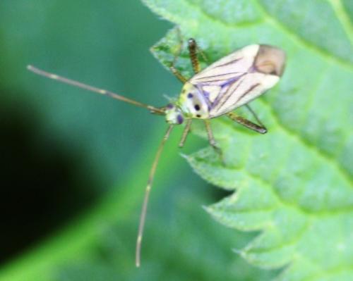 Adelphocoris sp.