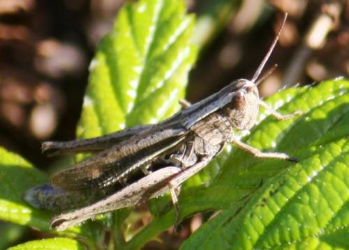 Chorthippus albomarginatus albomarginatus