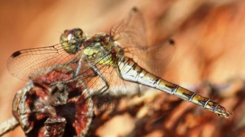 Sympetrum striolatum