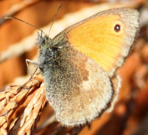 Réf. 62 125 : Coenonympha pamphilus