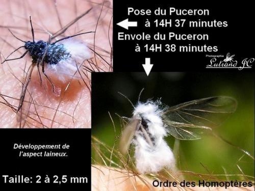 Indéterminé