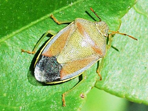 Piezodorus lituratus