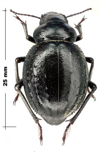 Réf. 62 642 : Pimelia angulata