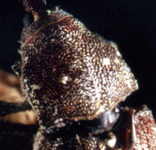 Réf. 62 180 : Pissodes castaneus