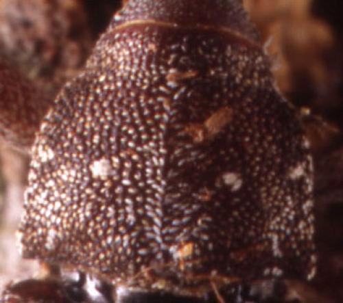 Réf. 62 207 : Pissodes castaneus