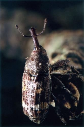 Réf. 62 177 : Pissodes castaneus