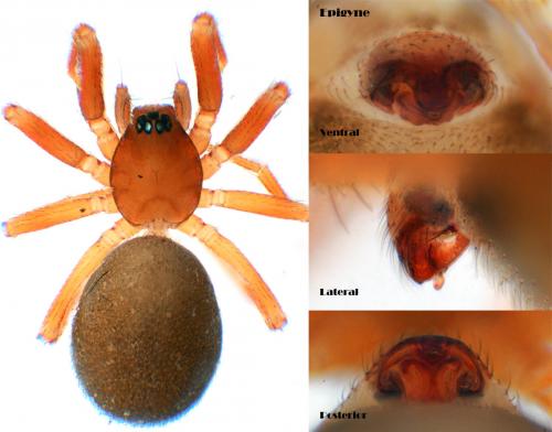 Microneta viaria