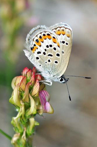 Réf. 62 905 : Plebejus sp.