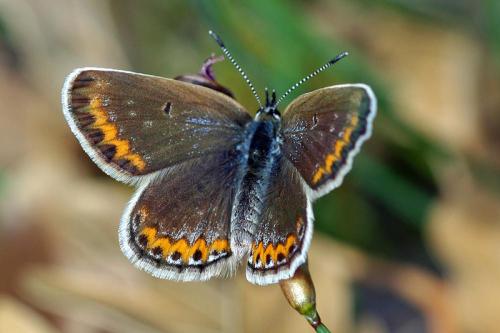 Plebejus sp.