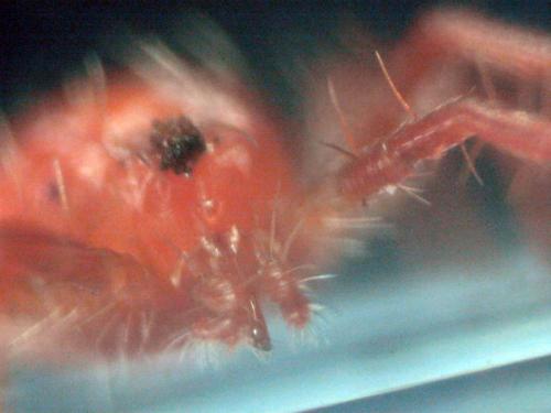 Anystis sp.