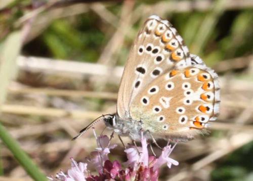 Polyommatus bellargus