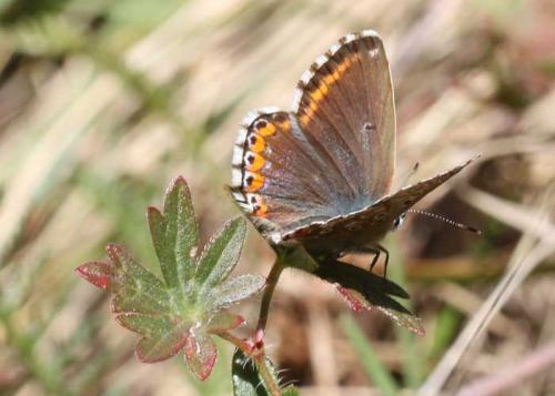 Polyommatus bellargus