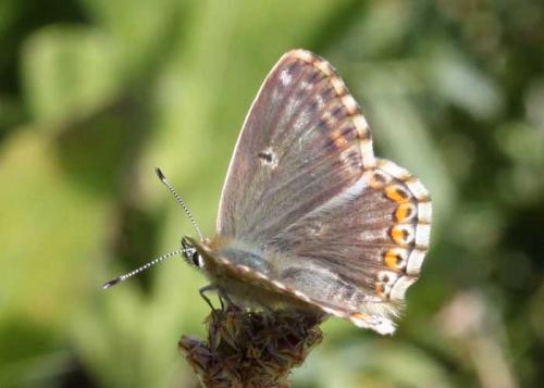 Polyommatus coridon