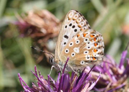 Polyommatus coridon