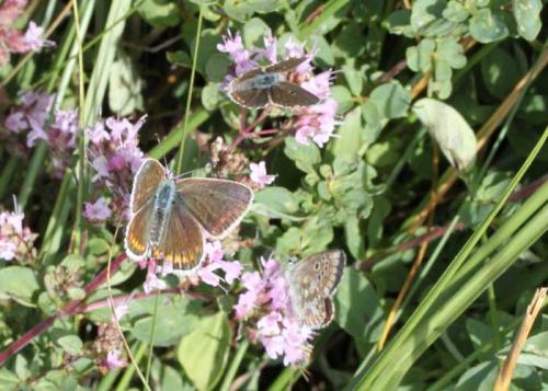 Réf. 62 209 : Polyommatus dorylas
