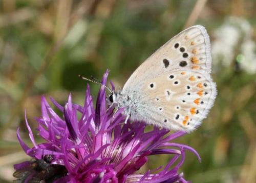 Réf. 62 212 : Polyommatus dorylas