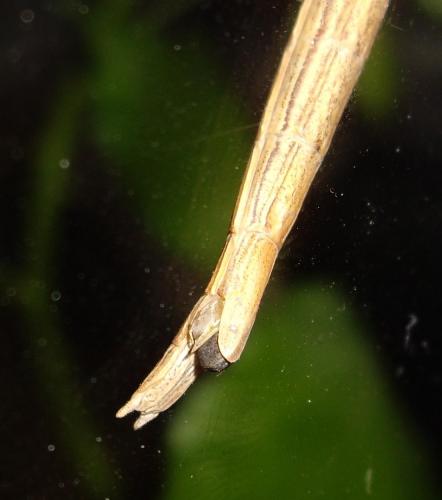 Clonopsis gallica