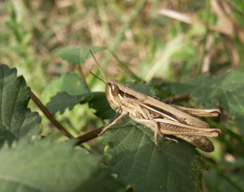 Euchorthippus sp.