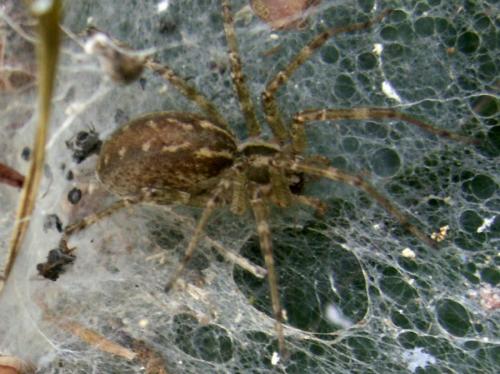 Allagelena gracilens