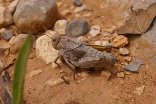 Prionotropis azami
