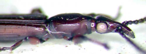 Cerobates hybridus