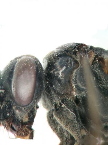 Caliadurgus fasciatellus