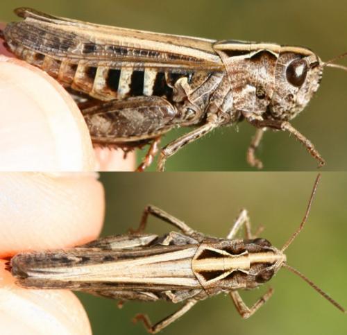 Réf. 62 549 : Omocestus haemorrhoidalis