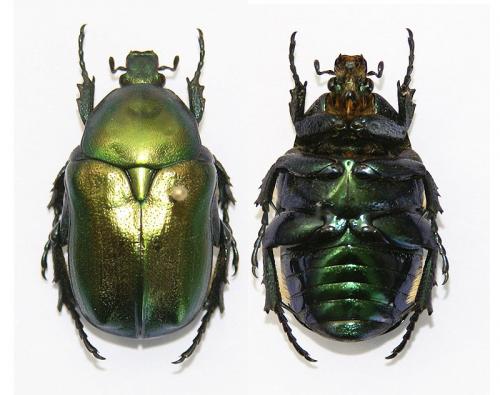 Potosia angustata