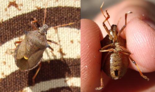 Picromerus bidens