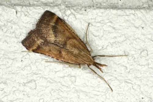 Réf. 62 556 : Synaphe punctalis