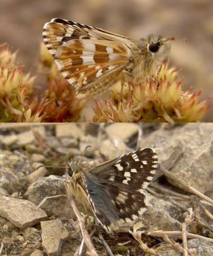 Réf. 62 388 : Pyrgus cirsii