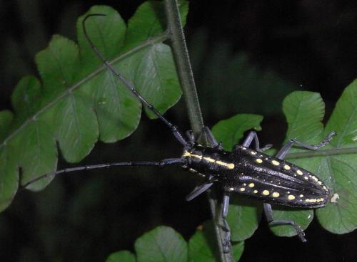 Réf. 62 222 : Taeniotes orbignyi