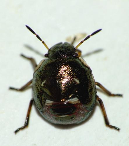 Réf. 62 778 : Rubiconia intermedia
