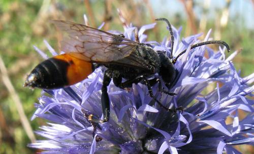 Sphex funerarius