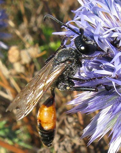 Réf. 62 784 : Sphex funerarius