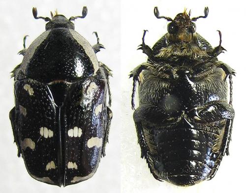 Stalagmosoma albellum