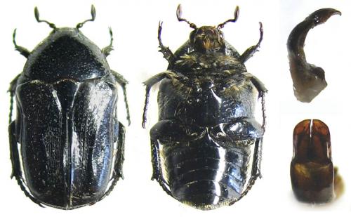Stalagmosoma albellum
