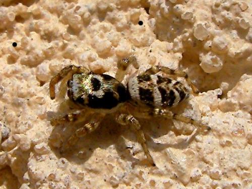 Réf. 62 802 : Salticus sp.
