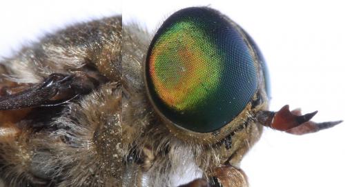 Philipomyia aprica